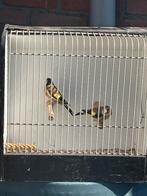 Koppel putters, Dieren en Toebehoren, Vogels | Overige Vogels, Meerdere dieren, Wildzangvogel, Geringd