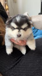 Zie omschrijving, Dieren en Toebehoren, Rabiës (hondsdolheid), 8 tot 15 weken, Eén hond, Nederland