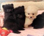 Nog 2 super snoezige mini pomeranian puppys ️🌸🩷🥰, Dieren en Toebehoren, Honden | Poolhonden, Keeshonden en Oertypen, Keeshond