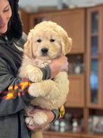 Golden retriever pups, Dieren en Toebehoren, Golden retriever, Particulier, Rabiës (hondsdolheid), 15 weken tot 1 jaar