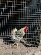 Wyandotte haan, Dieren en Toebehoren, Pluimvee, Mannelijk