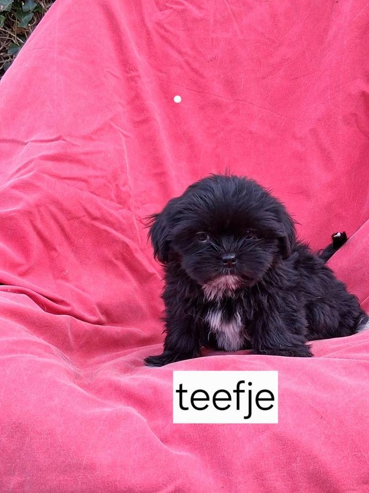 Te koop mooie kleinblijvende speelse boomer pups, Dieren en Toebehoren, Honden | Niet-rashonden, Klein, Meerdere dieren, Particulier