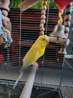 Grasparkiet pop, Meerdere dieren, Parkiet