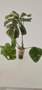 Monstera White Snow, Ophalen of Verzenden, Halfschaduw, Minder dan 100 cm