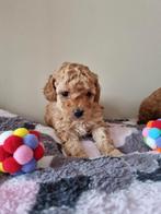 Lieve Toy Poedels Puppy's, Dieren en Toebehoren, Poedel, CDV (hondenziekte), 8 tot 15 weken, Teef