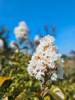 Lagerstroemia Enduring White / grote bomen 200-220 cm ‼️‼️, 250 tot 400 cm, Zomer, Ophalen, Volle zon