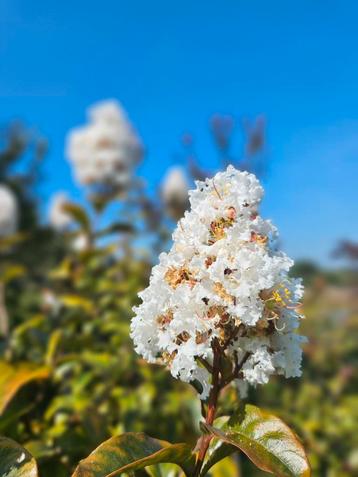 Lagerstroemia Enduring White / grote bomen 200-220 cm ‼️‼️ beschikbaar voor biedingen