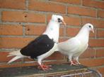 Sierduifjes '', Dieren en Toebehoren, Vogels | Duiven