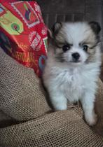 Prachtige pomchi pup meisje mag gelijk mee, Dieren en Toebehoren, Honden | Chihuahua's en Gezelschapshonden, Rabiës (hondsdolheid)