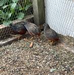 Dwerg kwartels te koop, Dieren en Toebehoren, Pluimvee, Meerdere dieren, Overige soorten