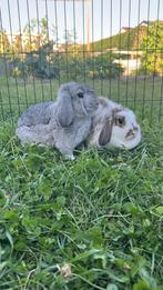2 lieve konijntjes te koop, Dieren en Toebehoren, Meerdere dieren, Middelgroot, Hangoor, 0 tot 2 jaar