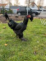 Brahma kippen. Zwart., Dieren en Toebehoren, Pluimvee, Meerdere dieren, Kip