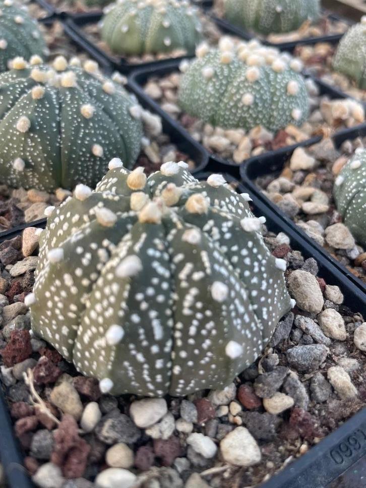 Cactus Astrophytum Asterias met in de 7,5 cm pot., Huis en Inrichting, Kamerplanten, Cactus, Minder dan 100 cm, Bloeiende kamerplant