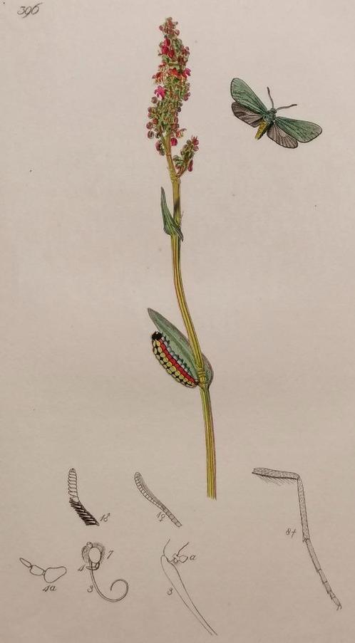 Antieke kopergravure groene boswachtervlinder - 1832, Antiek en Kunst, Kunst | Etsen en Gravures, Ophalen of Verzenden