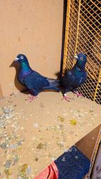 Postduiven, Meerdere dieren, Postduif