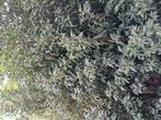 Portugees laurier 225-250cm, Ophalen, Laurier, Haag, 100 tot 250 cm