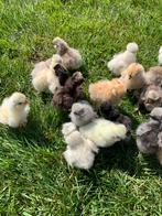 Usa zijdehoen hen🐥eendags kuikens vrijdag 9mei broedee hen, Vrouwelijk, Kip