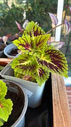 Siernetel stekken, Ophalen, Overige soorten, Halfschaduw, In pot