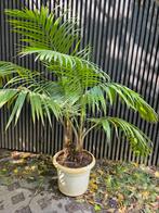 Ravenea rivularis tropische palmboom 1,5 meter, Ophalen, 100 tot 150 cm, Palm, Halfschaduw