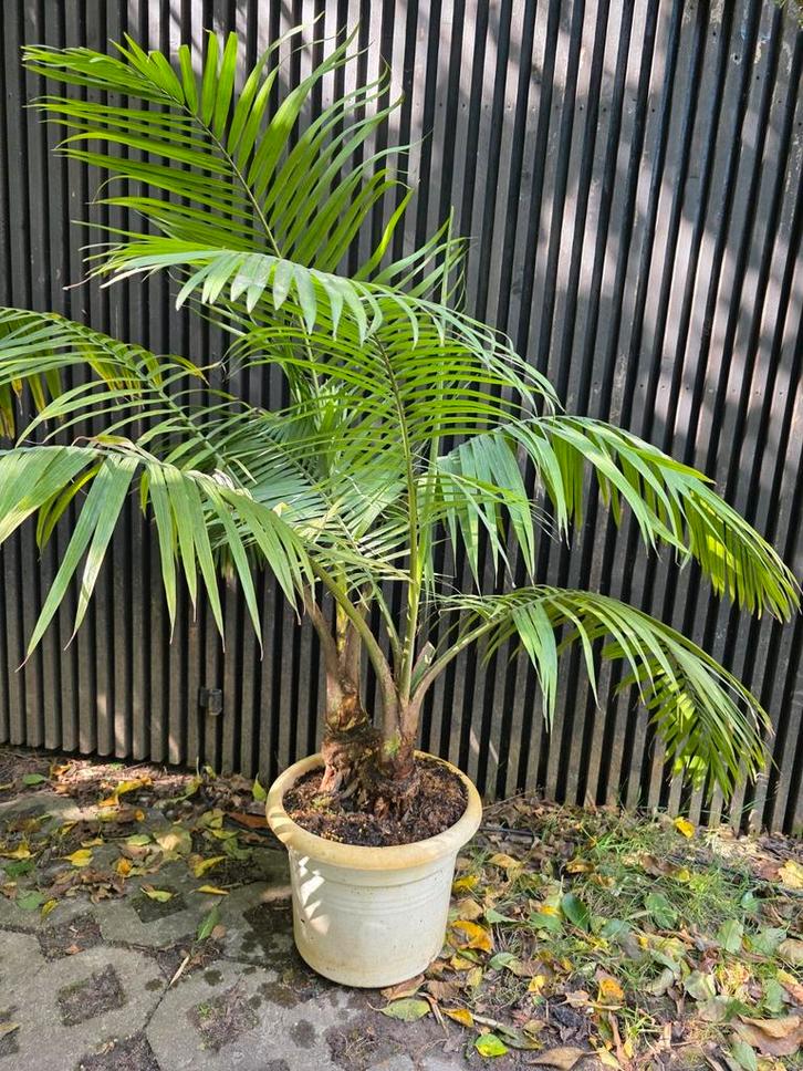 Ravenea rivularis tropische palmboom 1,5 meter, Huis en Inrichting, Kamerplanten, Palm, 100 tot 150 cm, Groene kamerplant, Halfschaduw