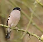 Gezocht Noordse Goudvink pop, Vrouwelijk, Wildzangvogel