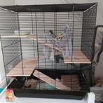Grote (ratjes) kooi aangeboden!, Ophalen, Kooi, 60 tot 90 cm, Minder dan 75 cm