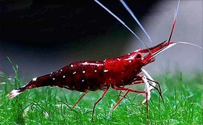 Dennerli Kardinaal garnalen op kraanwater., Dieren en Toebehoren, Vissen | Aquariumvissen, Zoetwatervis, Kreeft, Krab of Garnaal