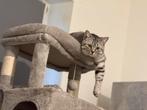 Britse Korthaar Silver Shaded, Dieren en Toebehoren, Katten en Kittens | Raskatten | Korthaar, Kater, Gechipt, 0 tot 2 jaar