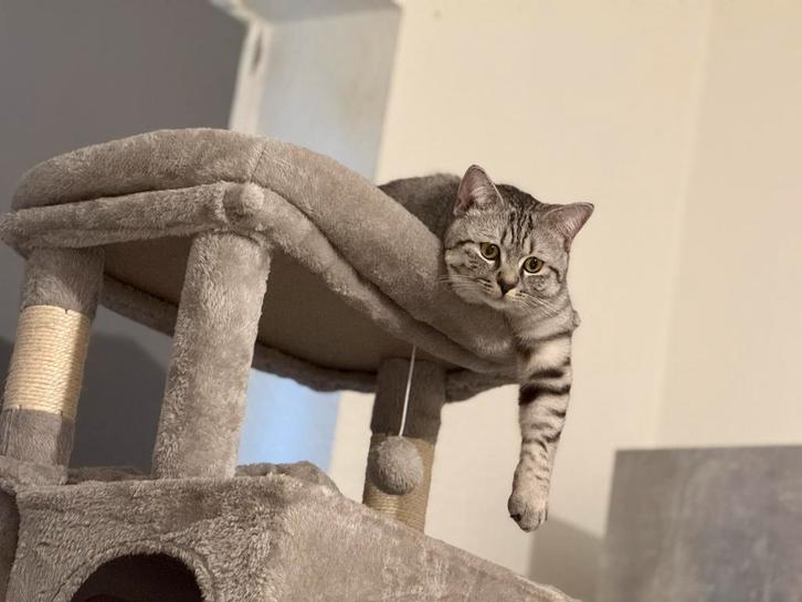 Britse Korthaar Silver Shaded, Dieren en Toebehoren, Katten en Kittens | Raskatten | Korthaar, Kater, 0 tot 2 jaar, Met stamboom