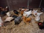 Jonge hanen, Dieren en Toebehoren, Pluimvee, Mannelijk, Kip