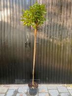 Photinia red robin op 150 cm stam, Ophalen, Halfschaduw, Overige soorten, 100 tot 250 cm