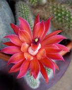 cactus - Monkey tail cactus - apenstaart, Huis en Inrichting, Ophalen of Verzenden, Cactus, Volle zon, Minder dan 100 cm