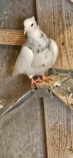 Duiven - Perzische hoogvliegers, Meerdere dieren, Overige soorten
