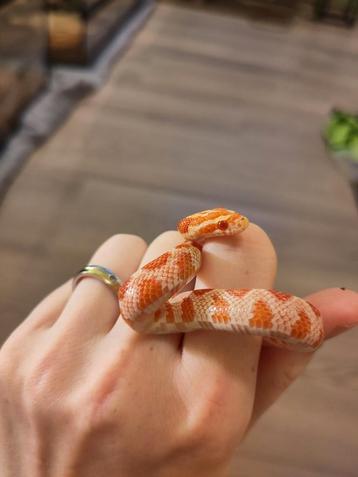 Rode Rattenslang, Pantherophis guttatus, NK25 Albino 0.0.1 beschikbaar voor biedingen