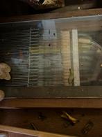 Draaiorgel, Ophalen of Verzenden, Gebruikt