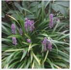 Moneymaker leliegras (€2,50 per stuk, 5 voor €10,00), Ophalen