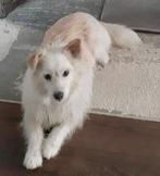 EEN LIEF MAATJE?  REUTJE OF TEEFJE LEES ADVERTENTIE, Dieren en Toebehoren, Honden | Niet-rashonden, Particulier, Rabiës (hondsdolheid)