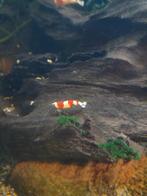 Crystal red garnalen ( caridina garnalen ), Kreeft, Krab of Garnaal, Zoetwatervis