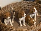 Zeer bjzondere BEAGLE x KOOIKER pups, Dieren en Toebehoren, Nederland, CDV (hondenziekte), 8 tot 15 weken, Meerdere