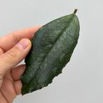 Hoya Undulata x Finlaysonii Kruising Stekje [2], Ophalen of Verzenden