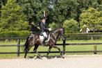 Brave 16 jarige merrie, Merrie, Dressuurpaard