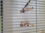 Majoor putters, Meerdere dieren, Wildzangvogel, Geringd
