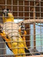 Zwartkop caique man, Dieren en Toebehoren, Papegaai, Mannelijk, Geringd