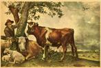 PAULUS POTTER De Jonge Stier, Verzenden, 1940 tot 1960, Ongelopen, Overige thema's