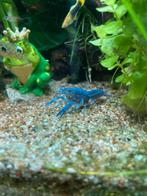 Blauwe Florida Kreeft, Dieren en Toebehoren, Vis