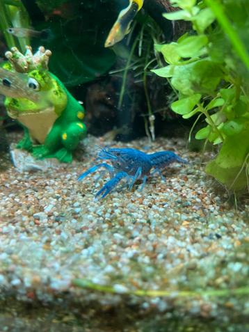 Blauwe Florida Kreeft beschikbaar voor biedingen