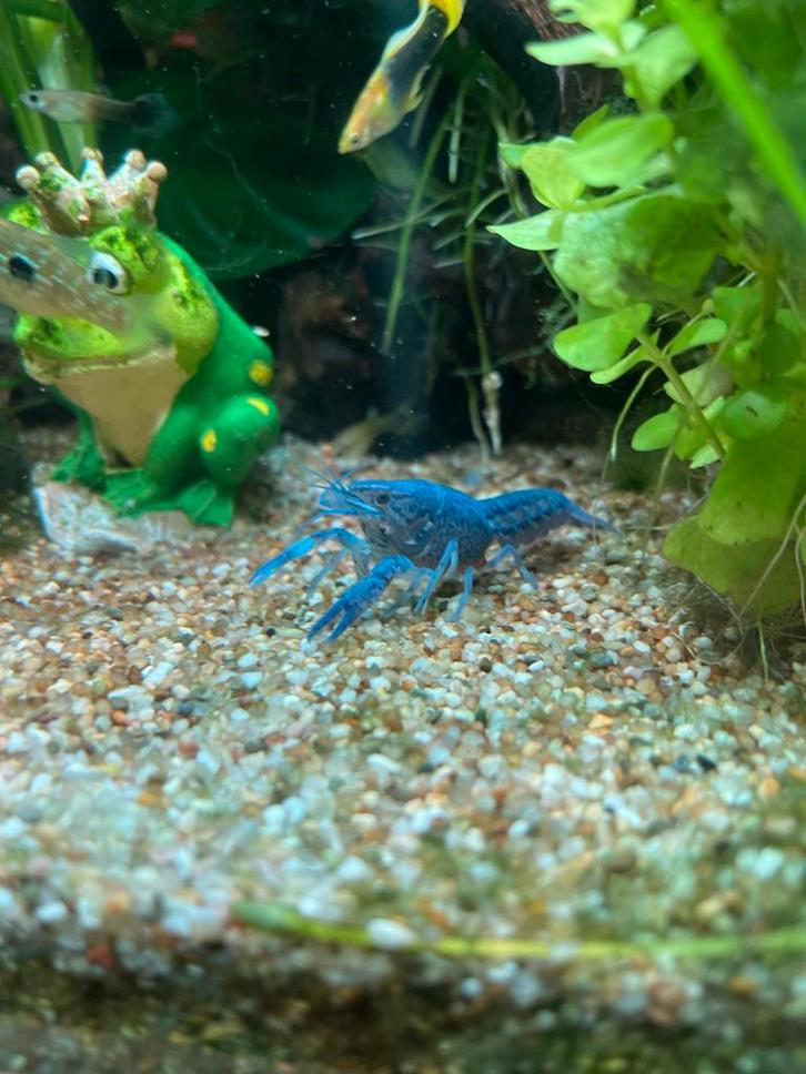 Blauwe Florida Kreeft, Dieren en Toebehoren, Vissen | Aquariumvissen, Vis