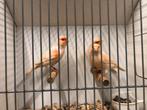 Trio rood mozaïek kanaries, Dieren en Toebehoren, Vogels | Kanaries, Meerdere dieren, Kleurkanarie
