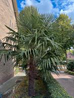 Twee palmbomen, Tuin en Terras, Planten | Bomen, 250 tot 400 cm, Zomer, Palmboom, Ophalen