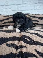 Maltipoo pups, maltezer x toy poedel, Dieren en Toebehoren, Nederland, Overige rassen, CDV (hondenziekte), 8 tot 15 weken